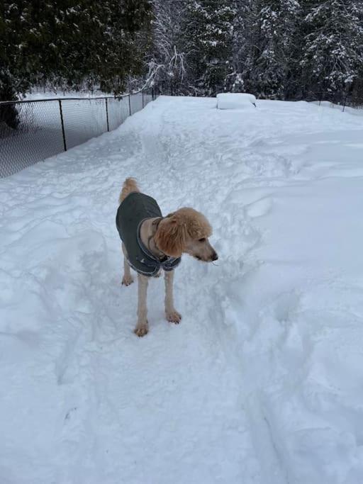 Private Cottage With Huge Private Dog Park! Barrys Bay Екстер'єр фото