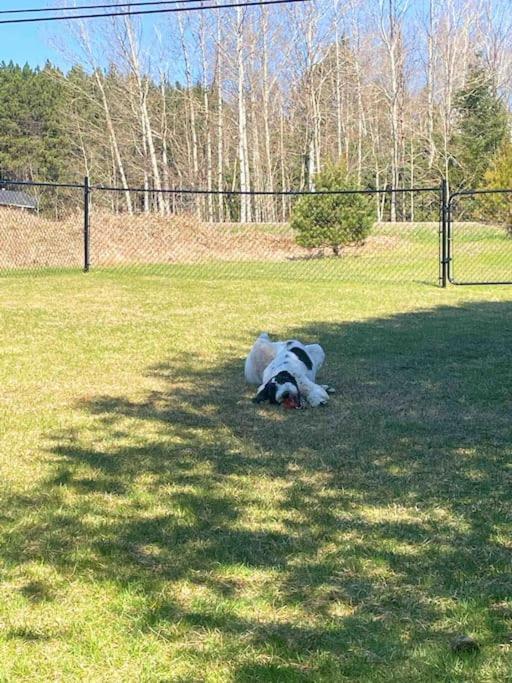 Private Cottage With Huge Private Dog Park! Barrys Bay Екстер'єр фото