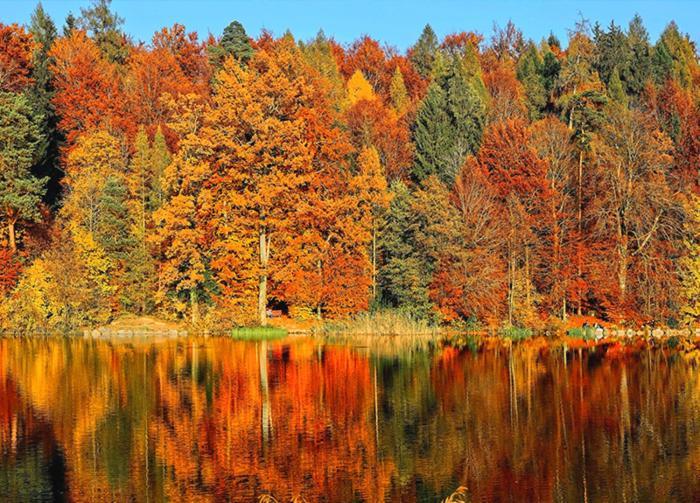 Private Cottage With Huge Private Dog Park! Barrys Bay Екстер'єр фото